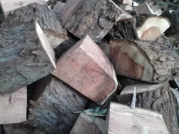 [Hearth.com] Easy score - softwood id please.