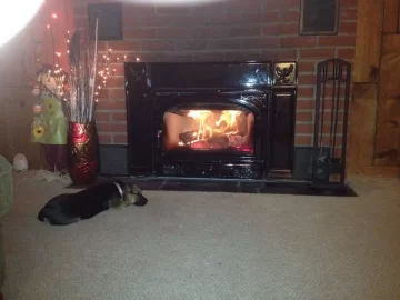 [Hearth.com] Monty is keeping new puppy warm