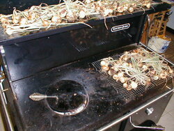 Drying Onions 2012 2.JPG
