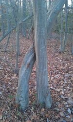 Wood/Tree ID