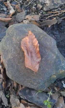 [Hearth.com] Wood/Tree ID