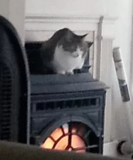 [Hearth.com] Mt Vernon AE cat warmer