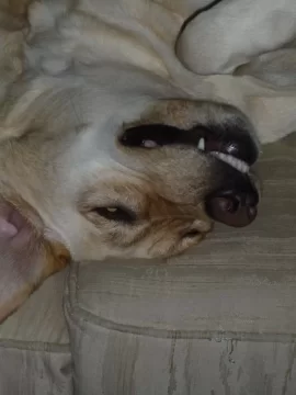 [Hearth.com] Lost my Beloved Oggie.