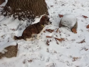 [Hearth.com] Lost my Beloved Oggie.