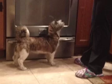 [Hearth.com] Lost my Beloved Oggie.