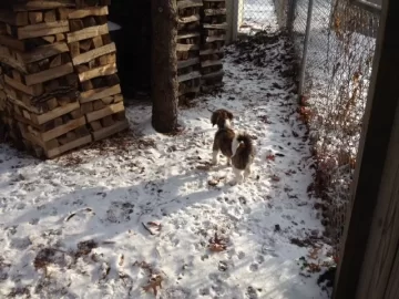 [Hearth.com] Lost my Beloved Oggie.