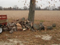 Anyone around elwood Indiana want to help cut wood!