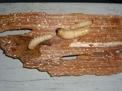 larvae.jpg