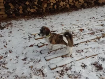 [Hearth.com] Lost my Beloved Oggie.