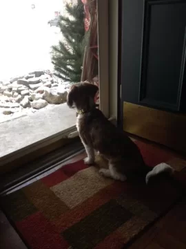 [Hearth.com] Lost my Beloved Oggie.