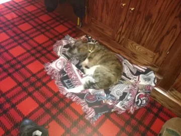 [Hearth.com] Lost my Beloved Oggie.
