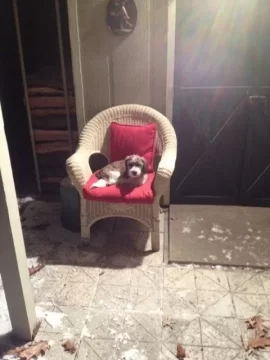 [Hearth.com] Lost my Beloved Oggie.