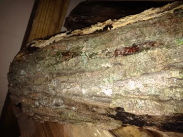 [Hearth.com] First post wood id