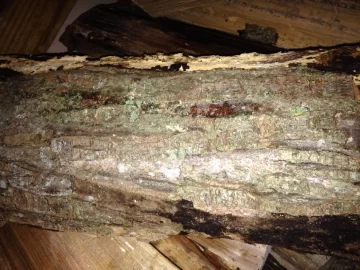 [Hearth.com] First post wood id