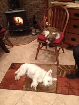 [Hearth.com] Lost my Beloved Oggie.