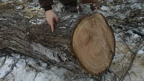 [Hearth.com] Got a small load of logs
