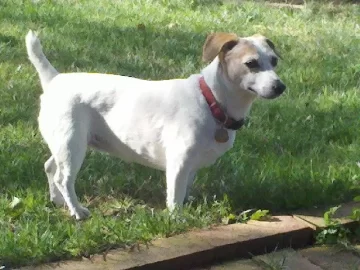 [Hearth.com] Lost my Beloved Oggie.