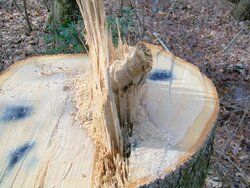 A limb in the stump?