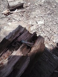 Alien in my wood stash