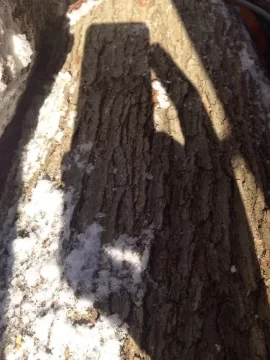 [Hearth.com] Some road crew scrounging. id please
