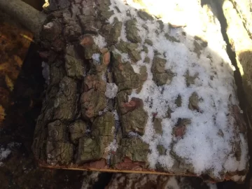 [Hearth.com] Some road crew scrounging. id please
