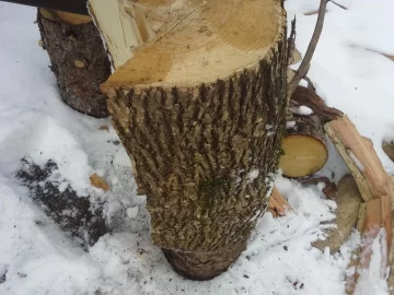 [Hearth.com] Wood ID?
