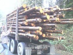 First Load Firewood.jpg