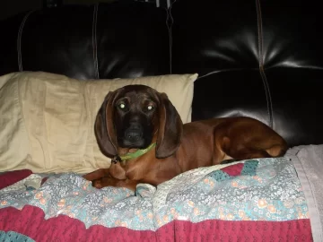 [Hearth.com] Meet Molly - Molly my new baby girl