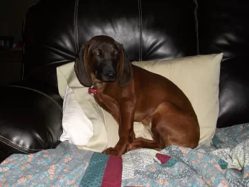 [Hearth.com] Meet Molly - Molly my new baby girl