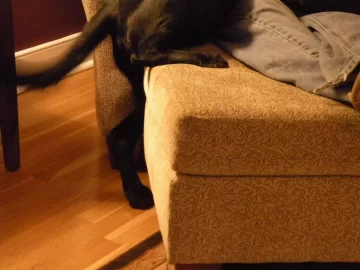 [Hearth.com] Meet Molly - Molly my new baby girl