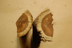 Thorny Locust and Mulberry Oddities