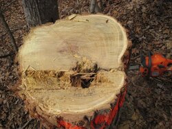 Cut down a 90 foot tall locust tree today!