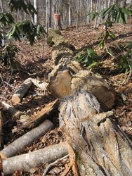 Cut down a 90 foot tall locust tree today!