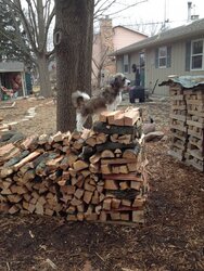 Buddy stacking wood.JPG