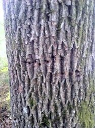 help identifying tree