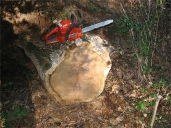 Chainsaw Purchase Advice Needed