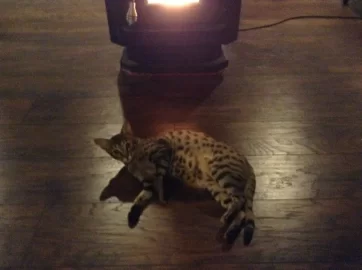 [Hearth.com] Got a beast of the hearth? Post some pics