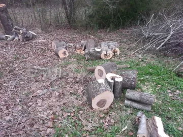 [Hearth.com] early morning maple harvest