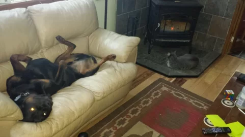 [Hearth.com] Got a beast of the hearth? Post some pics