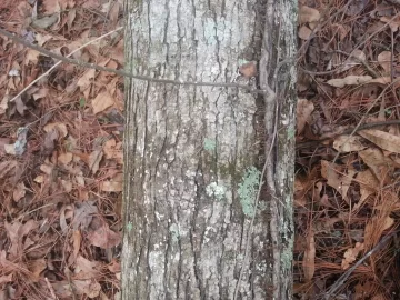 [Hearth.com] Sweet gum?