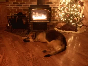 [Hearth.com] Anyone else's dog sit three inches from the stove?
