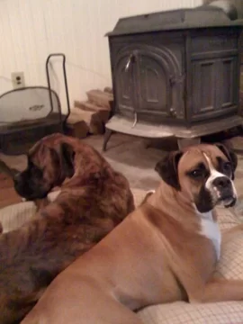[Hearth.com] Anyone else's dog sit three inches from the stove?