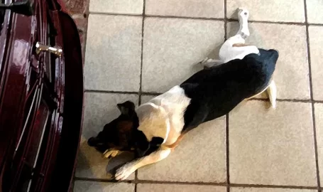 [Hearth.com] Anyone else's dog sit three inches from the stove?