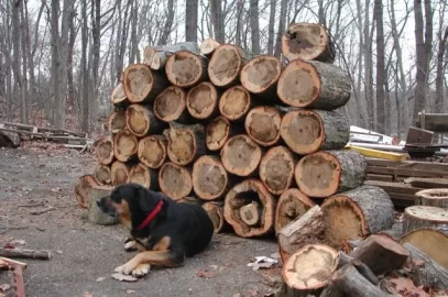 [Hearth.com] Storing wet wood in a wood shed.......