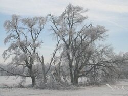 IceStormtrees1-07.jpg