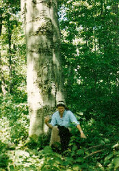 1996 Beech tree.jpg