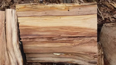 [Hearth.com] Wood ID