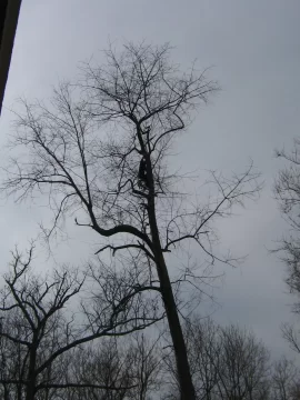 [Hearth.com] Cherry tree bucked