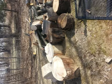 [Hearth.com] Cherry tree bucked