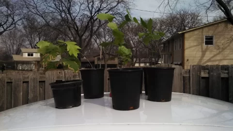 [Hearth.com] Red oak seedling id.